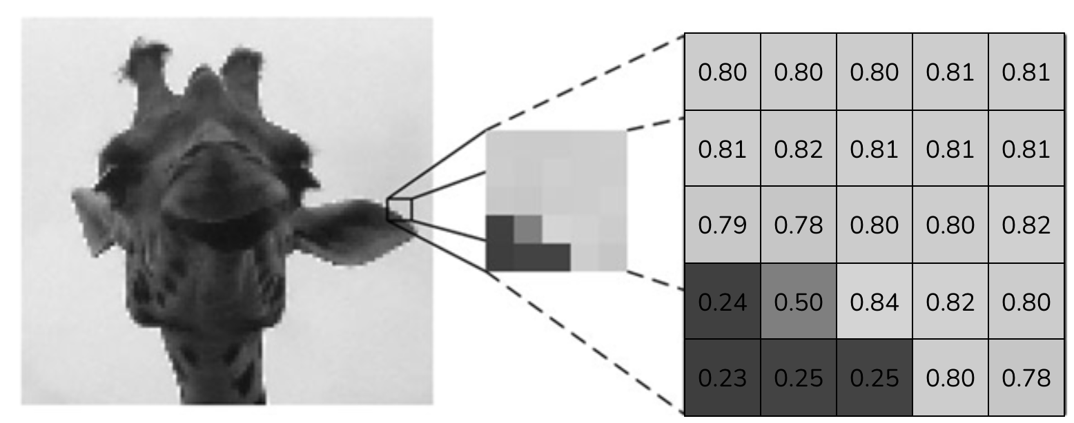 Grayscale image represented as a 2D array of float values